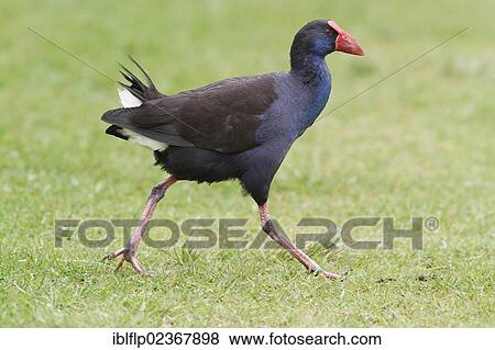 "Purple Swamphen (Porhyrio porphyrio bellus), adult, walking on grass in parkland, Perth, Western Australia, Australia, Oceania" View Large Photo Image Stock Photo - "Purple Swamphen (Porhyrio porphyrio bellus), adult, walking on grass in parkland, Perth, Western Australia, Australia, Oceania". Fotosearch