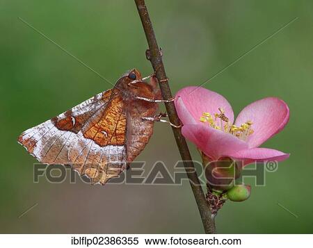 Stock Photography - "Purple Thorn Moth (Selenia tetralunaria), adult male, resting on Japanese Quince (Chaenomeles sp. ) flower, Cannobina Valley, Italian Alps, Italy, Europe". Fotosearch