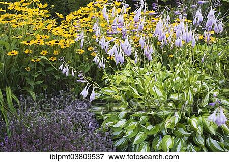 "Purple Thyme (Thymus) on the left with mauve flowering 'Sharmon' Hostas (Hosta) on the right and yellow Coneflowers (Rudbeckia) at the back in a garden, Quebec, Canada, North America" View Large Photo Image Stock Photo - "Purple Thyme (Thymus) on the left with mauve flowering 'Sharmon' Hostas (Hosta) on the right and yellow Coneflowers (Rudbeckia) at the back in a garden, Quebec, Canada, North America". Fotosearch