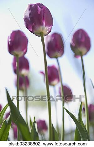 "Purple tulips (Tulipa), Starnberg, Gauting, Upper Bavaria, Bavaria, Germany, Europe" View Large Photo Image Stock Image - "Purple tulips (Tulipa), Starnberg, Gauting, Upper Bavaria, Bavaria, Germany, Europe". Fotosearch