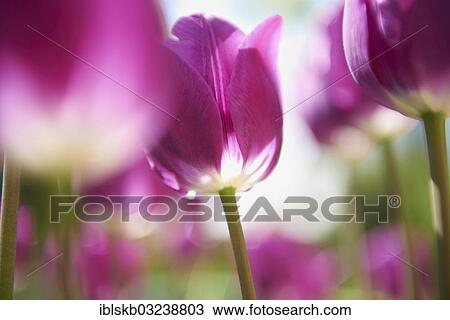 "Purple tulips (Tulipa), Starnberg, Gauting, Upper Bavaria, Bavaria, Germany, Europe" View Large Photo Image Stock Image - "Purple tulips (Tulipa), Starnberg, Gauting, Upper Bavaria, Bavaria, Germany, Europe". Fotosearch