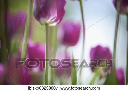 "Purple tulips (Tulipa), Starnberg, Gauting, Upper Bavaria, Bavaria, Germany, Europe" View Large Photo Image Stock Photo - "Purple tulips (Tulipa), Starnberg, Gauting, Upper Bavaria, Bavaria, Germany, Europe". Fotosearch