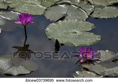 "Purple Water Lilies (Nymphaea), Schleswig-Holstein, Germany, Europe" View Large Photo Image Stock Photography - "Purple Water Lilies (Nymphaea), Schleswig-Holstein, Germany, Europe". Fotosearch