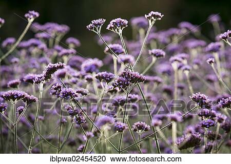 "Purpletop Vervain, Tall Verbena or Clustertop Vervain (Verbena bonariensis)" View Large Photo Image Stock Image - "Purpletop Vervain, Tall Verbena or Clustertop Vervain (Verbena bonariensis)". Fotosearch