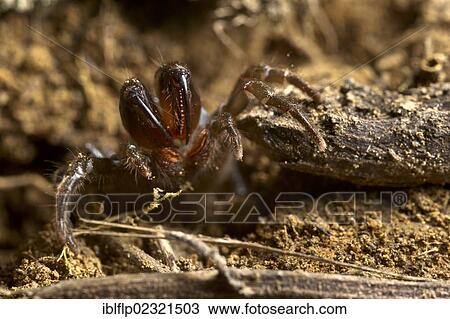 Stock Image - "Purse-web Spider (Atypus sp. ), adult, Italy, Europe". Fotosearch