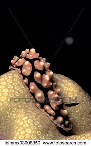 Stock Image - "Pustulose Wart Slug (Phyllidiella Pustular), Philippines, Asia". Fotosearch