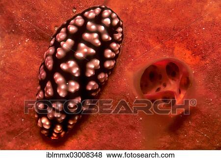 Stock Photo - "Pustulose Wart Slug (Phyllidiella Pustular), Philippines, Asia". Fotosearch