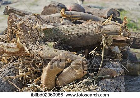"Putting a dead body on firewood on the banks of river Yamuna as part of a cremation ceremony, Vrindavan, India, Asia" View Large Photo Image Stock Photograph - "Putting a dead body on firewood on the banks of river Yamuna as part of a cremation ceremony, Vrindavan, India, Asia". Fotosearch