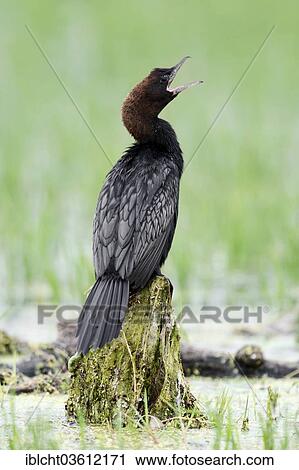 "Pygmy Cormorant (Phalacrocorax pygmaeus), yawning, Central Macedonia, Greece, Europe" View Large Photo Image Stock Image - "Pygmy Cormorant (Phalacrocorax pygmaeus), yawning, Central Macedonia, Greece, Europe". Fotosearch