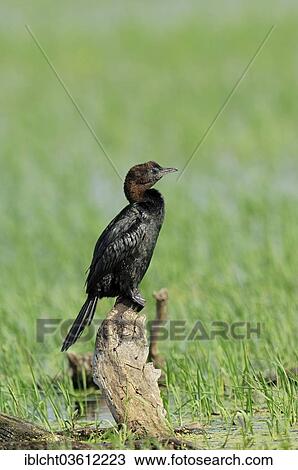 "Pygmy Cormorant (Phalacrocorax pygmaeus), Central Macedonia, Greece, Europe" View Large Photo Image Stock Image - "Pygmy Cormorant (Phalacrocorax pygmaeus), Central Macedonia, Greece, Europe". Fotosearch