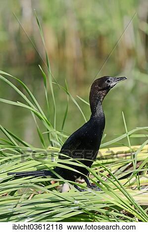 "Pygmy Cormorant (Phalacrocorax pygmaeus), Central Macedonia, Greece, Europe" View Large Photo Image Stock Photo - "Pygmy Cormorant (Phalacrocorax pygmaeus), Central Macedonia, Greece, Europe". Fotosearch