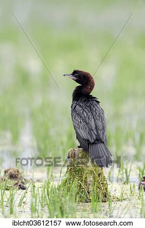 Stock Photo - "Pygmy Cormorant (Phalacrocorax pygmaeus), Central Macedonia, Greece, Europe". Fotosearch