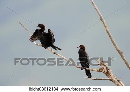"Pygmy Cormorants (Phalacrocorax pygmaeus) perched on branch, Central Macedonia, Greece, Europe" View Large Photo Image Picture - "Pygmy Cormorants (Phalacrocorax pygmaeus) perched on branch, Central Macedonia, Greece, Europe". Fotosearch