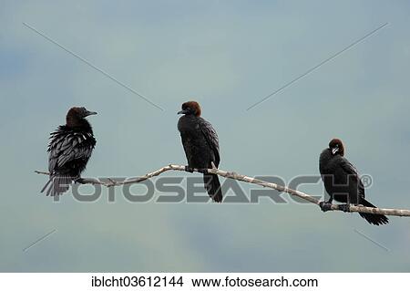 "Pygmy Cormorants (Phalacrocorax pygmaeus) perched on branch, Central Macedonia, Greece, Europe" View Large Photo Image Picture - "Pygmy Cormorants (Phalacrocorax pygmaeus) perched on branch, Central Macedonia, Greece, Europe". Fotosearch