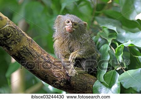 "Pygmy Marmoset (Cebuella pygmaea) on a tree, native to South America, captive, Krefeld, North Rhine-Westphalia, Germany, Europe" View Large Photo Image Stock Image - "Pygmy Marmoset (Cebuella pygmaea) on a tree, native to South America, captive, Krefeld, North Rhine-Westphalia, Germany, Europe". Fotosearch
