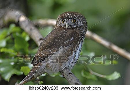 "Pygmy Owl (Glaucidium passerinum), Central Europe's smallest owl, Bavarian Forest National Park, Germany, Europe" View Large Photo Image Stock Image - "Pygmy Owl (Glaucidium passerinum), Central Europe's smallest owl, Bavarian Forest National Park, Germany, Europe". Fotosearch