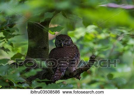 "Pygmy Owl (Glaucidium passerinum) sitting on a branch, Bavaria, Germany, Europe" View Large Photo Image Stock Photograph - "Pygmy Owl (Glaucidium passerinum) sitting on a branch, Bavaria, Germany, Europe". Fotosearch