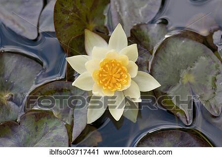 "Pygmy Water-lily (Nymphaea tetragona), Pygmaea Helvola variety, flower and leaves, Thuringia, Germany, Europe" View Large Photo Image Stock Image - "Pygmy Water-lily (Nymphaea tetragona), Pygmaea Helvola variety, flower and leaves, Thuringia, Germany, Europe". Fotosearch