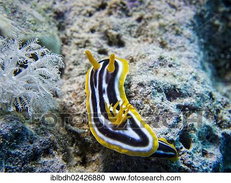"Pyjama Sea Slug (Chromodoris quadricolor), Mangrove Bay, Red Sea, Egypt, Africa" View Large Photo Image Stock Image - "Pyjama Sea Slug (Chromodoris quadricolor), Mangrove Bay, Red Sea, Egypt, Africa". Fotosearch