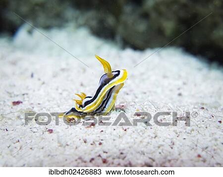 Stock Image - "Pyjama Sea Slug (Chromodoris quadricolor), Mangrove Bay, Red Sea, Egypt, Africa". Fotosearch