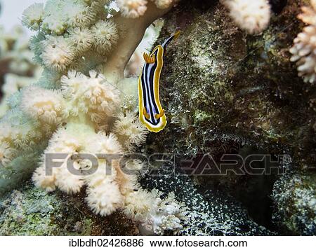 "Pyjama Sea Slug (Chromodoris quadricolor), Mangrove Bay, Red Sea, Egypt, Africa" View Large Photo Image Stock Photograph - "Pyjama Sea Slug (Chromodoris quadricolor), Mangrove Bay, Red Sea, Egypt, Africa". Fotosearch
