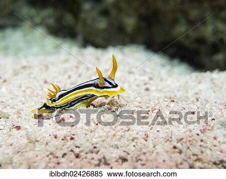 "Pyjama Sea Slug (Chromodoris quadricolor), Mangrove Bay, Red Sea, Egypt, Africa" View Large Photo Image Stock Photography - "Pyjama Sea Slug (Chromodoris quadricolor), Mangrove Bay, Red Sea, Egypt, Africa". Fotosearch