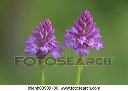 "Pyramid Orchids (Anacamptis pyramidalis), Baden-Wurttemberg, Germany, Europe" View Large Photo Image Stock Image - "Pyramid Orchids (Anacamptis pyramidalis), Baden-Wurttemberg, Germany, Europe". Fotosearch