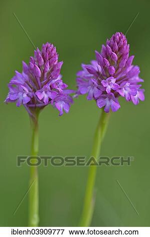 "Pyramid Orchids (Anacamptis pyramidalis), Baden-Wurttemberg, Germany, Europe" View Large Photo Image Stock Photo - "Pyramid Orchids (Anacamptis pyramidalis), Baden-Wurttemberg, Germany, Europe". Fotosearch