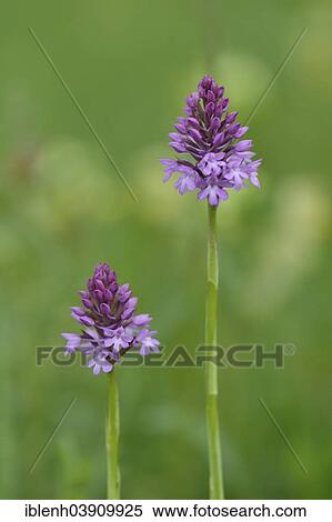 Stock Photography - "Pyramid Orchids (Anacamptis pyramidalis), Baden-Wurttemberg, Germany, Europe". Fotosearch