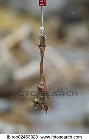 "Pyrenean Frog (Rana pyrenaica) during scientific study, female, Pyrenees, Spain, Europe" View Large Photo Image Stock Photo - "Pyrenean Frog (Rana pyrenaica) during scientific study, female, Pyrenees, Spain, Europe". Fotosearch