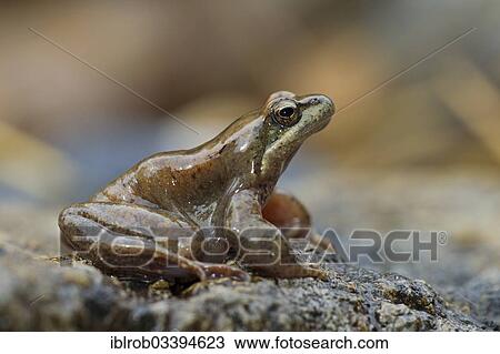 "Pyrenean Frog (Rana pyrenaica), female, Pyrenees, Aragon, Spain, Europe" View Large Photo Image Stock Image - "Pyrenean Frog (Rana pyrenaica), female, Pyrenees, Aragon, Spain, Europe". Fotosearch