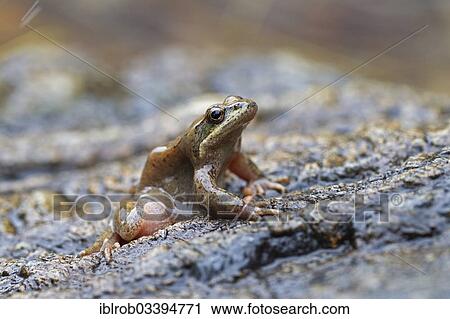 "Pyrenean Frog (Rana pyrenaica), female, Pyrenees, Aragon, Spain, Europe" View Large Photo Image Stock Image - "Pyrenean Frog (Rana pyrenaica), female, Pyrenees, Aragon, Spain, Europe". Fotosearch