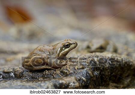 "Pyrenean Frog (Rana pyrenaica), female, Pyrenees, Spain, Europe" View Large Photo Image Stock Photo - "Pyrenean Frog (Rana pyrenaica), female, Pyrenees, Spain, Europe". Fotosearch