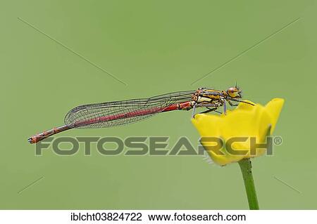 "Pyrrhosoma nymphula (Pyrrhosoma nymphula), male, North Rhine-Westphalia, Germany, Europe" View Large Photo Image Stock Image - "Pyrrhosoma nymphula (Pyrrhosoma nymphula), male, North Rhine-Westphalia, Germany, Europe". Fotosearch