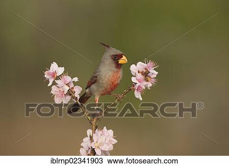 "Pyrrhuloxia (Cardinalis sinuatus), male perched on blooming peach tree (Prunus persica), Starr County, Rio Grande Valley, South Texas, USA" View Large Photo Image Stock Image - "Pyrrhuloxia (Cardinalis sinuatus), male perched on blooming peach tree (Prunus persica), Starr County, Rio Grande Valley, South Texas, USA". Fotosearch