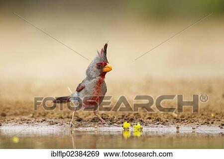 "Pyrrhuloxia (Cardinalis sinuatus), adult male, standing at edge of pool, Texas, United States, North America" View Large Photo Image Stock Photo - "Pyrrhuloxia (Cardinalis sinuatus), adult male, standing at edge of pool, Texas, United States, North America". Fotosearch