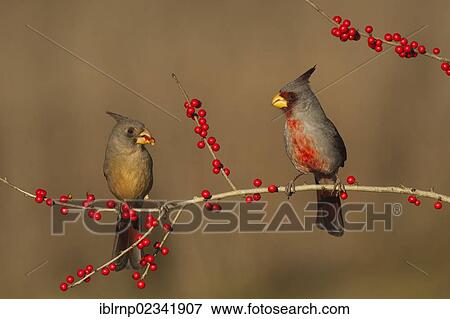 "Pyrrhuloxia (Cardinalis sinuatus), male and female feeding on Possum Haw Holly (Ilex decidua) berries, Starr County, Rio Grande Valley, South Texas, USA" View Large Photo Image Stock Photo - "Pyrrhuloxia (Cardinalis sinuatus), male and female feeding on Possum Haw Holly (Ilex decidua) berries, Starr County, Rio Grande Valley, South Texas, USA". Fotosearch
