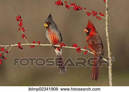 "Pyrrhuloxia (Cardinalis sinuatus), male, and Northern Cardinal (Cardinalis cardinalis), male, feeding on Possum Haw Holly (Ilex decidua) berries, Starr County, Rio Grande Valley, South Texas, USA" View Large Photo Image Stock Photo - "Pyrrhuloxia (Cardinalis sinuatus), male, and Northern Cardinal (Cardinalis cardinalis), male, feeding on Possum Haw Holly (Ilex decidua) berries, Starr County, Rio Grande Valley, South Texas, USA". Fotosearch