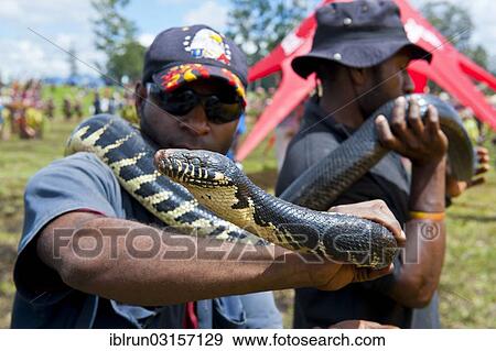 "Python as amusement for specators at the traditional sing-sing gathering, Hochland, Mount Hagen, Western Highlands Province, Papua New Guinea, Oceania" View Large Photo Image Stock Photo - "Python as amusement for specators at the traditional sing-sing gathering, Hochland, Mount Hagen, Western Highlands Province, Papua New Guinea, Oceania". Fotosearch