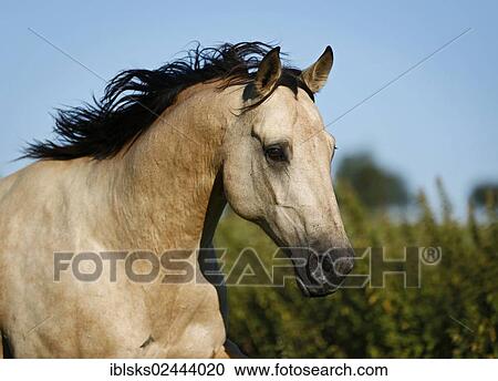 "Quarter Horse, buckskin gelding, portrait in motion" View Large Photo Image Stock Image - "Quarter Horse, buckskin gelding, portrait in motion". Fotosearch