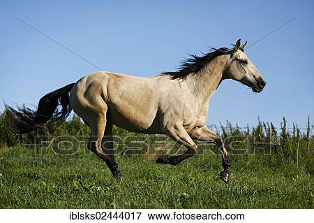 Stock Photo - "Quarter Horse, buckskin gelding, galloping across a meadow". Fotosearch
