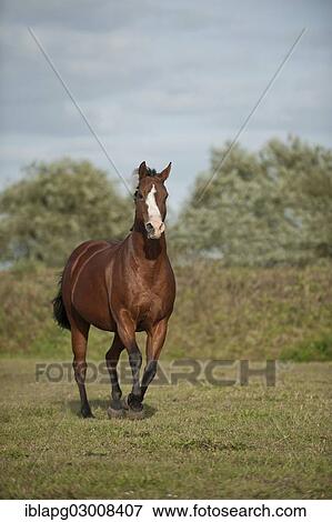 "Quarter horse galloping in a paddock, Germany, Europe" View Large Photo Image Stock Photo - "Quarter horse galloping in a paddock, Germany, Europe". Fotosearch