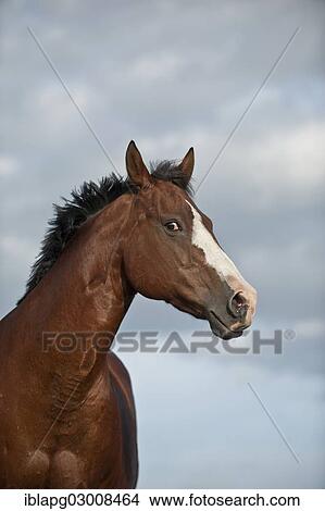 "Quarter Horse, Germany, Europe" View Large Photo Image Picture - "Quarter Horse, Germany, Europe". Fotosearch