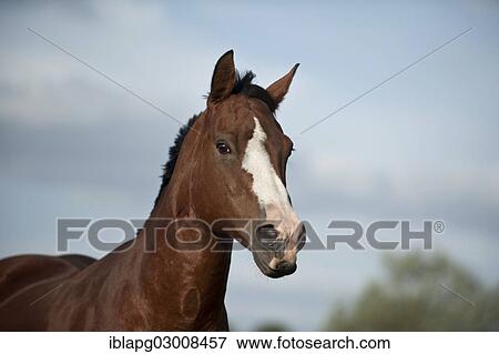 "Quarter Horse, Germany, Europe" View Large Photo Image Stock Photo - "Quarter Horse, Germany, Europe". Fotosearch