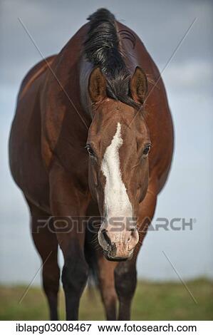 "Quarter Horse, Germany, Europe" View Large Photo Image Stock Photo - "Quarter Horse, Germany, Europe". Fotosearch