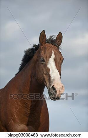 "Quarter Horse, Germany, Europe" View Large Photo Image Stock Photo - "Quarter Horse, Germany, Europe". Fotosearch