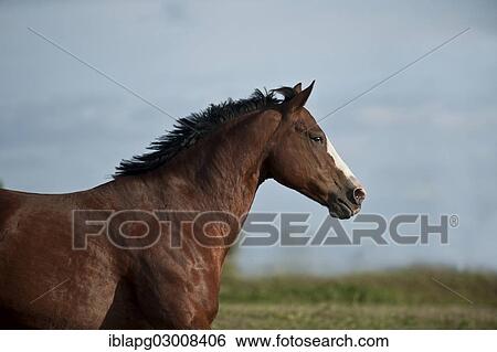 "Quarter Horse, Germany, Europe" View Large Photo Image Stock Photograph - "Quarter Horse, Germany, Europe". Fotosearch
