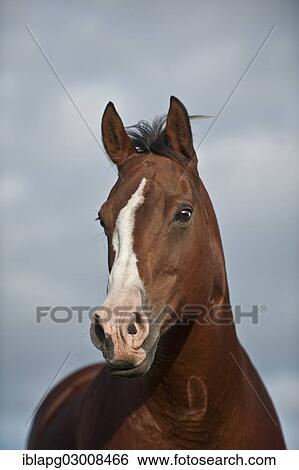 Stock Photograph - "Quarter Horse, Germany, Europe". Fotosearch