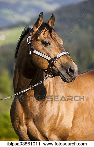 "Quarter Horse wearing a show halter, stallion, buckskin, North Tyrol, Austria, Europe" View Large Photo Image Stock Image - "Quarter Horse wearing a show halter, stallion, buckskin, North Tyrol, Austria, Europe". Fotosearch