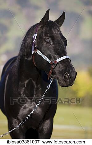 "Quarter Horse wearing a show halter, black, North Tyrol, Austria, Europe" View Large Photo Image Stock Photo - "Quarter Horse wearing a show halter, black, North Tyrol, Austria, Europe". Fotosearch
